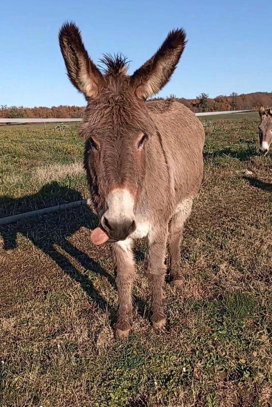 Agriturismo Il Puntoncino Marsiliana Eksteriør billede